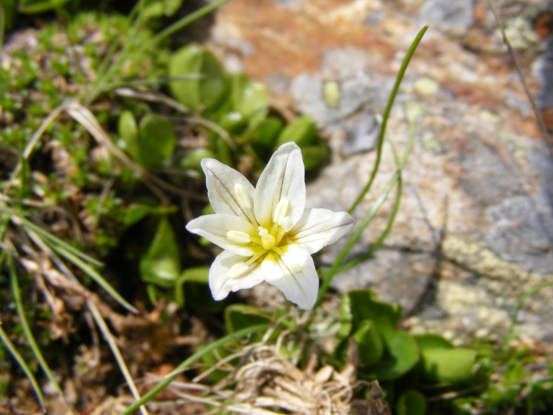 Lloydia serotina / Falangio alpino, Giglietto tardivo